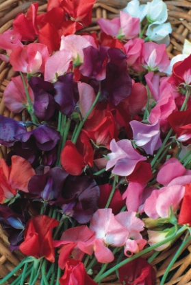 Picture of Sweet Pea Mixes - Knee Hi Mixed